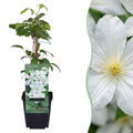 6x Clematis Jackmanii Huldine - Clématite - Blanc - Plante grimpante - Ø9cm - ↕35cm