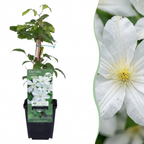 6x Clematis Jackmanii Huldine - Clématite - Blanc - Plante grimpante - Ø9cm - ↕35cm