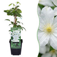 6x Clematis Jackmanii Huldine - Bosrank - Wit - Klimplant - Ø9cm - ↕35cm