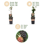 Green boutiQ - Plant fruitier - Rubus fruticosus Thornless Evergreen - Ronce - Sans épines - Mûre noire - 2 plantes - Pot 15cm - Hauteur 50cm