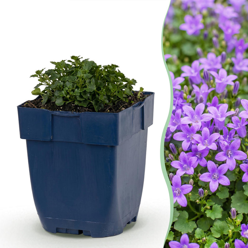 Green boutiQ - Vasteplant - Campanula portenschlagiana - Perzikbladklokje - Bodembedekkend - Roze - 3 Planten - Pot 11cm - Hoogte 15-25cm