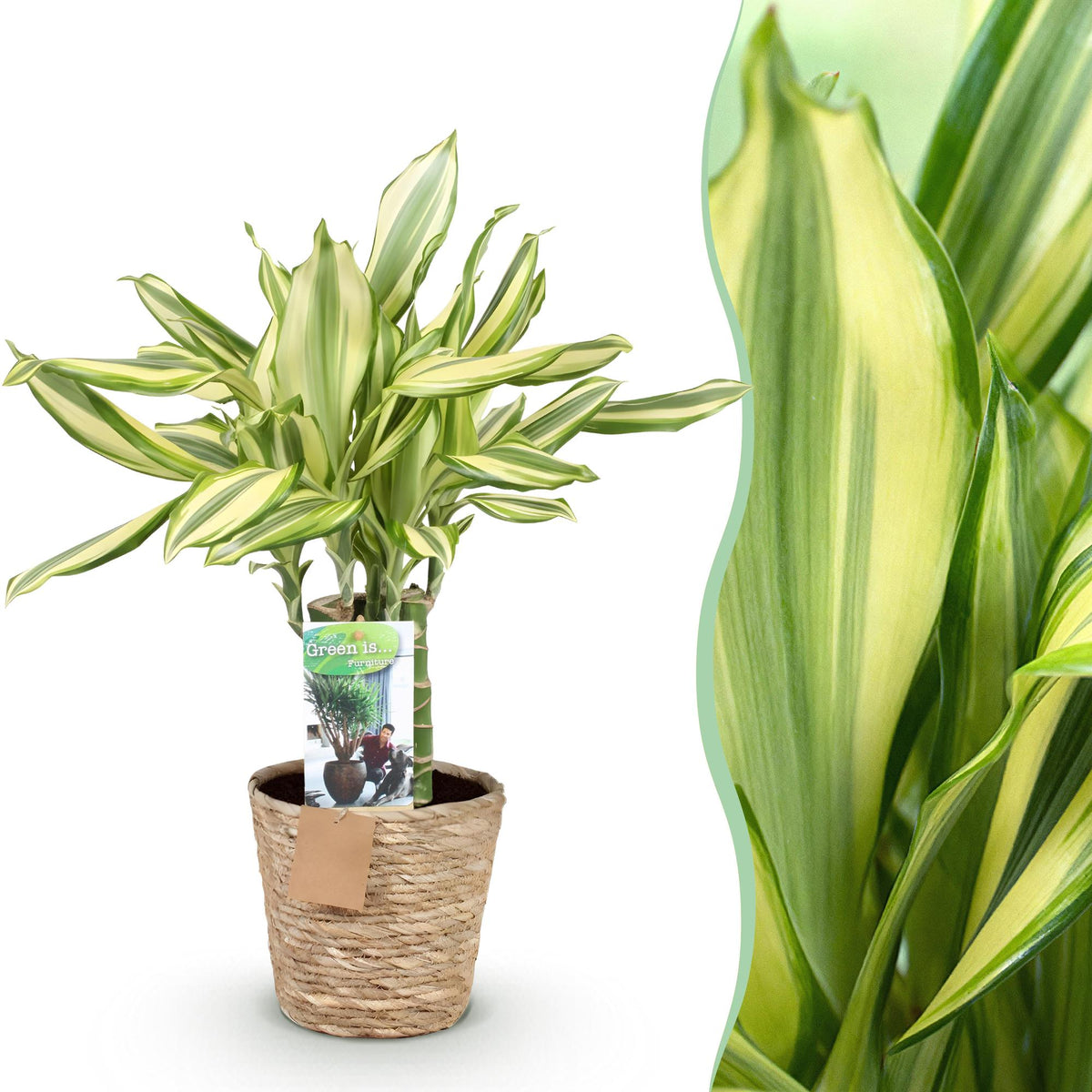 Green BoutiQ - Green is... Plantes d'intérieur - Dracaena fragrans Diamond Dream - Dragonnier - Entretien facile - avec panier - Vert - 1 Plante - Pot 17cm - Hauteur 50-55cm