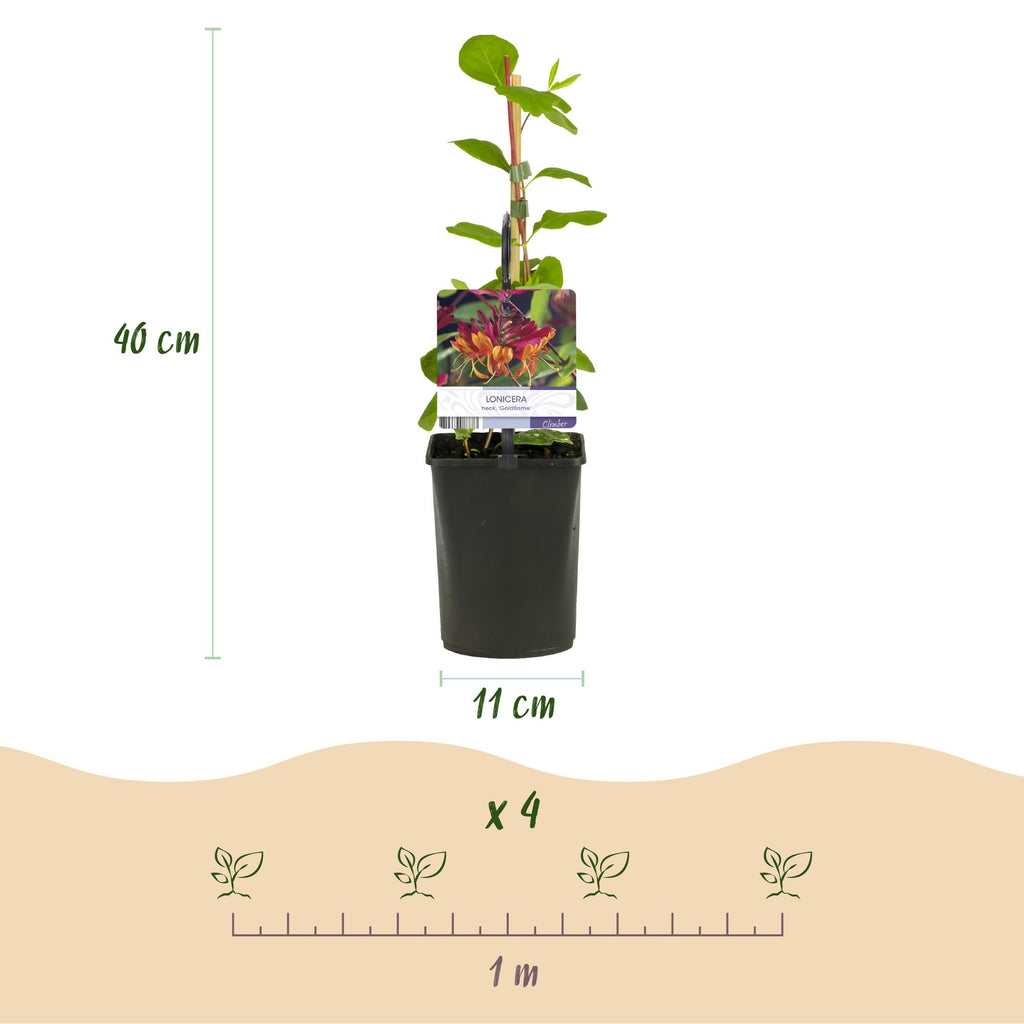 Green boutiQ - Chèvrefeuille - Lonicera heckrottii Goldflame - Fleur rose et jaune - Peu d'entretien - 2 plantes - Pot 11cm Hauteur 40cm
