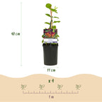 Green boutiQ - Chèvrefeuille - Lonicera heckrottii Goldflame - Fleur rose et jaune - Peu d'entretien - 2 plantes - Pot 11cm Hauteur 40cm