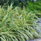 Green boutiQ - Graminées ornementales - Carex oshimensis Evergold - Jaune & Vert - 4 Plantes - Persistant - Peu d'entretien - Pot 17cm Hauteur 50cm
