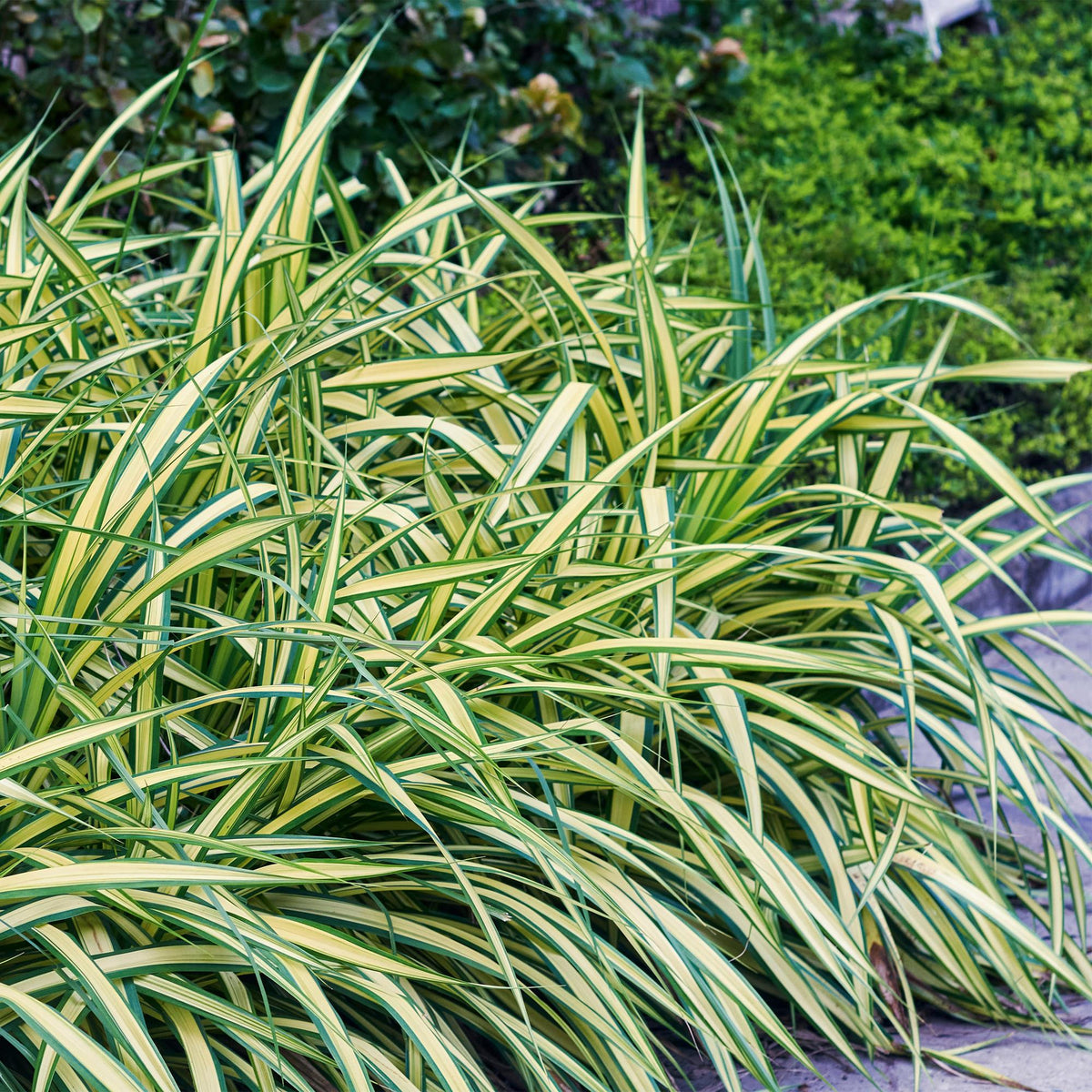 Green boutiQ - Graminées ornementales - Carex oshimensis Evergold - Jaune & Vert - 4 Plantes - Persistant - Peu d'entretien - Pot 17cm Hauteur 50cm
