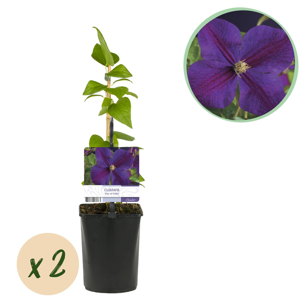 Green boutiQ - Kletterpflanze - Clematis Star of India - Blüte Rosa - Pflegeleicht - 2 Pflanzen - Topf 11 cm Höhe 40 cm