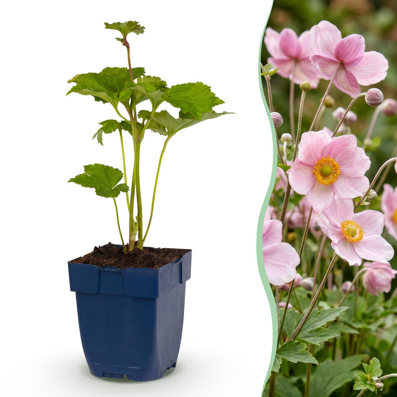 Green boutiQ - Vasteplant - Anemone hybr. Kön. Charlotte - Herfst Anemoon - Schaduw - Roze - 12 Planten - Pot 11cm - Hoogte 15-25cm