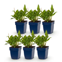Green boutiQ - Vasteplant - Persicaria ampl. Rosea - Duizendknoop - Schaduw - Roze - 6 Planten - Pot 11cm - Hoogte 15-25cm