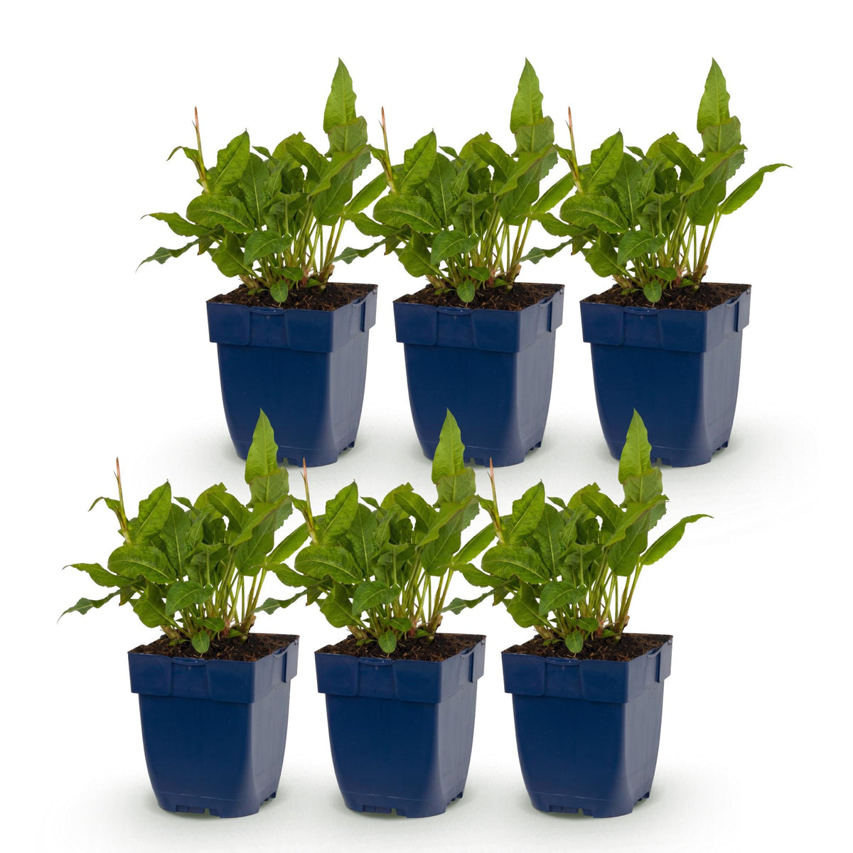 Green boutiQ - Plante vivace - Persicaria ampl. Rosea - Renouée - Ombre - Rose - 6 plantes - Pot 11cm - Hauteur 15-25cm