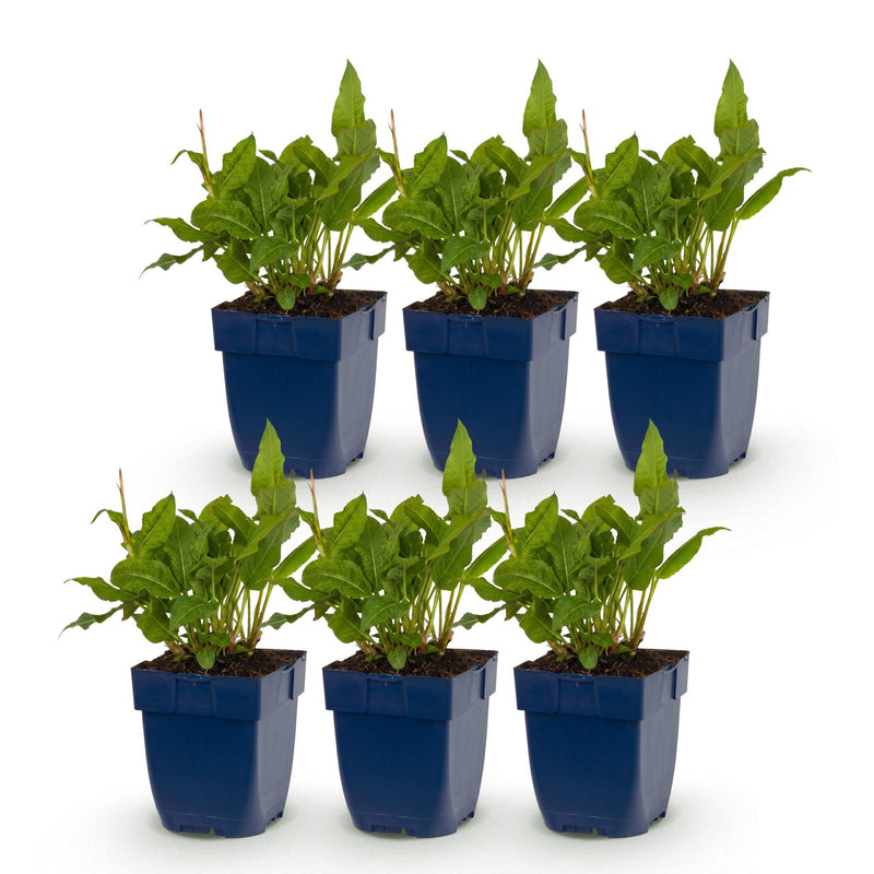 Green boutiQ - Vasteplant - Persicaria ampl. Rosea - Duizendknoop - Schaduw - Roze - 6 Planten - Pot 11cm - Hoogte 15-25cm