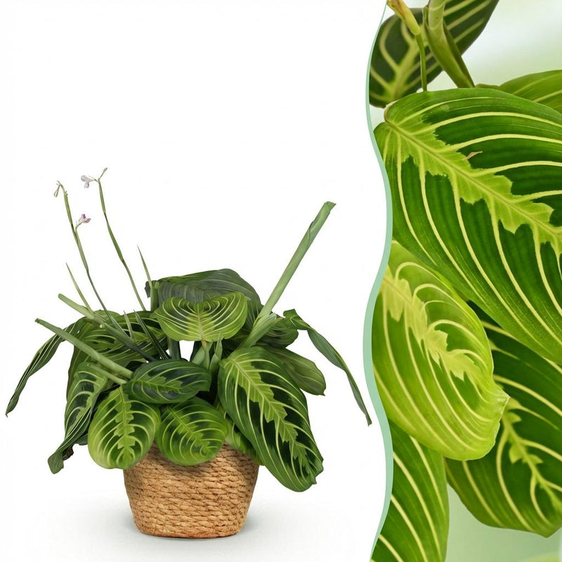 Green boutiQ - Kamerplant - Maranta Fascinator Lemon Lime - Gebedsplant - Huisdiervriendelijke Plant - Groen - 1 Plant - met Mand - Pot 12cm - Hoogte 25cm