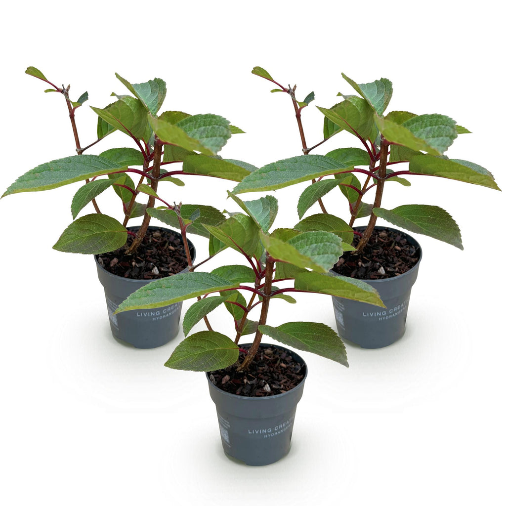 Green boutiQ - Plante de jardin - Hydrangea paniculata Living Infinity - Hortensia paniculé - Rustique - Blanc - 3 Plantes - Pot 12 cm - Hauteur 20-30 cm
