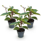 Green boutiQ - Plante de jardin - Hydrangea paniculata Living Infinity - Hortensia paniculé - Rustique - Blanc - 3 Plantes - Pot 12 cm - Hauteur 20-30 cm