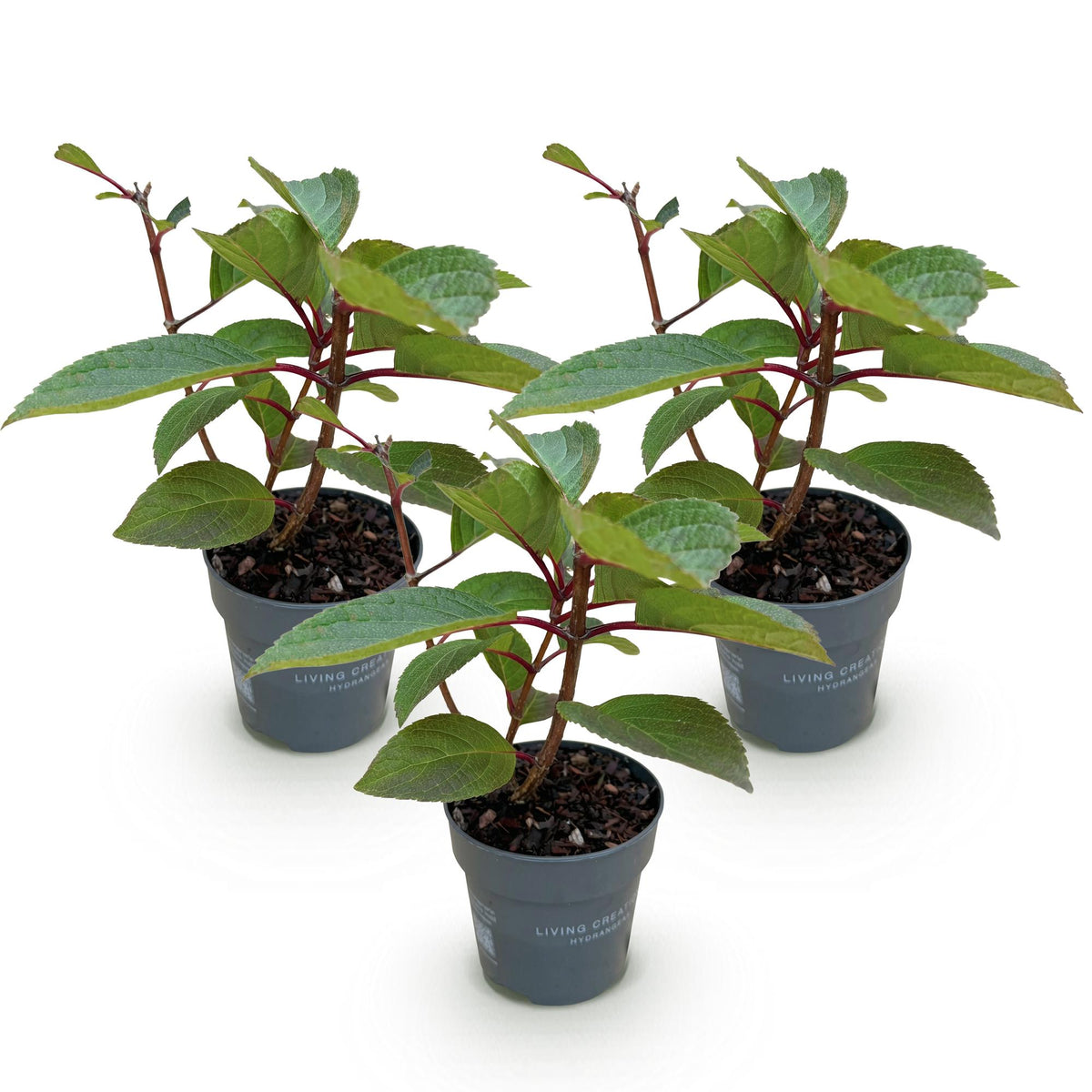 Green boutiQ - Plante de jardin - Hydrangea paniculata Living Infinity - Hortensia paniculé - Rustique - Blanc - 3 Plantes - Pot 12 cm - Hauteur 20-30 cm