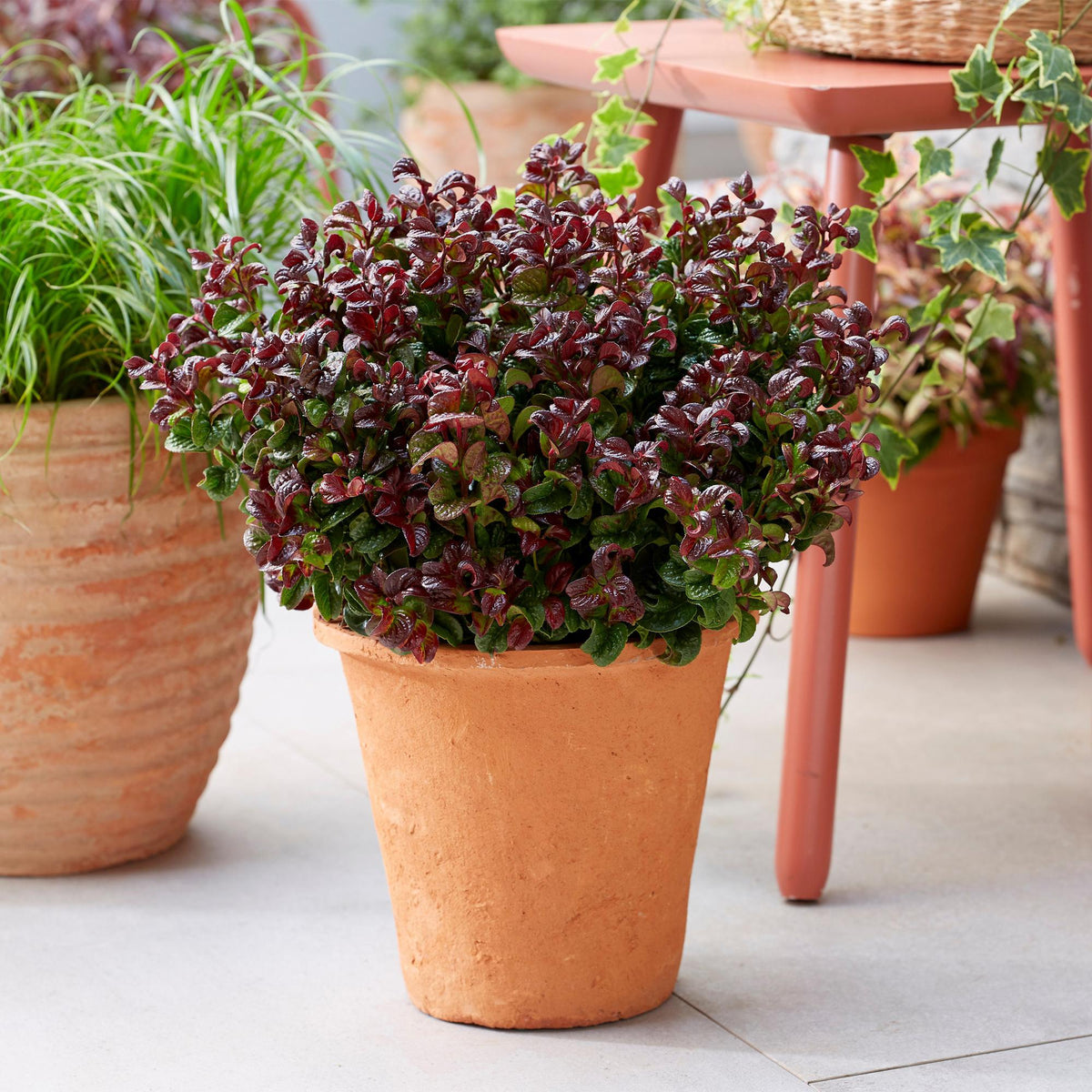 Green boutiQ - Gartenpflanze - Leucothoe Curly Red - Rot - 2 Pflanzen - Immergrün - Pflegeleicht - Topf 17cm Höhe 40cm