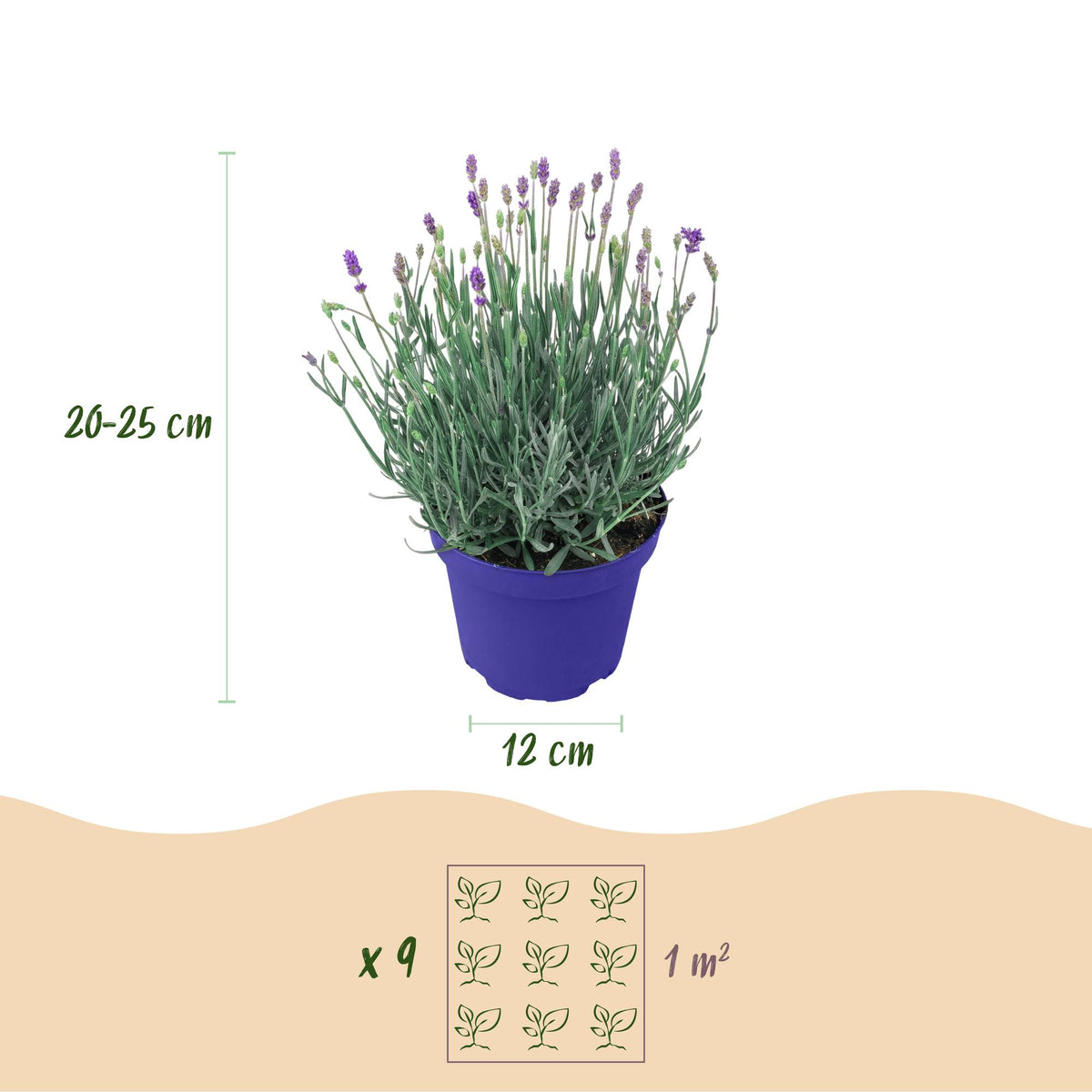 Green boutiQ - Plante de jardin - Lavandula angustifolia Hidcote - Lavande - Rustique - Violet - 18 plantes - Pot 12 cm - Hauteur 15-25 cm