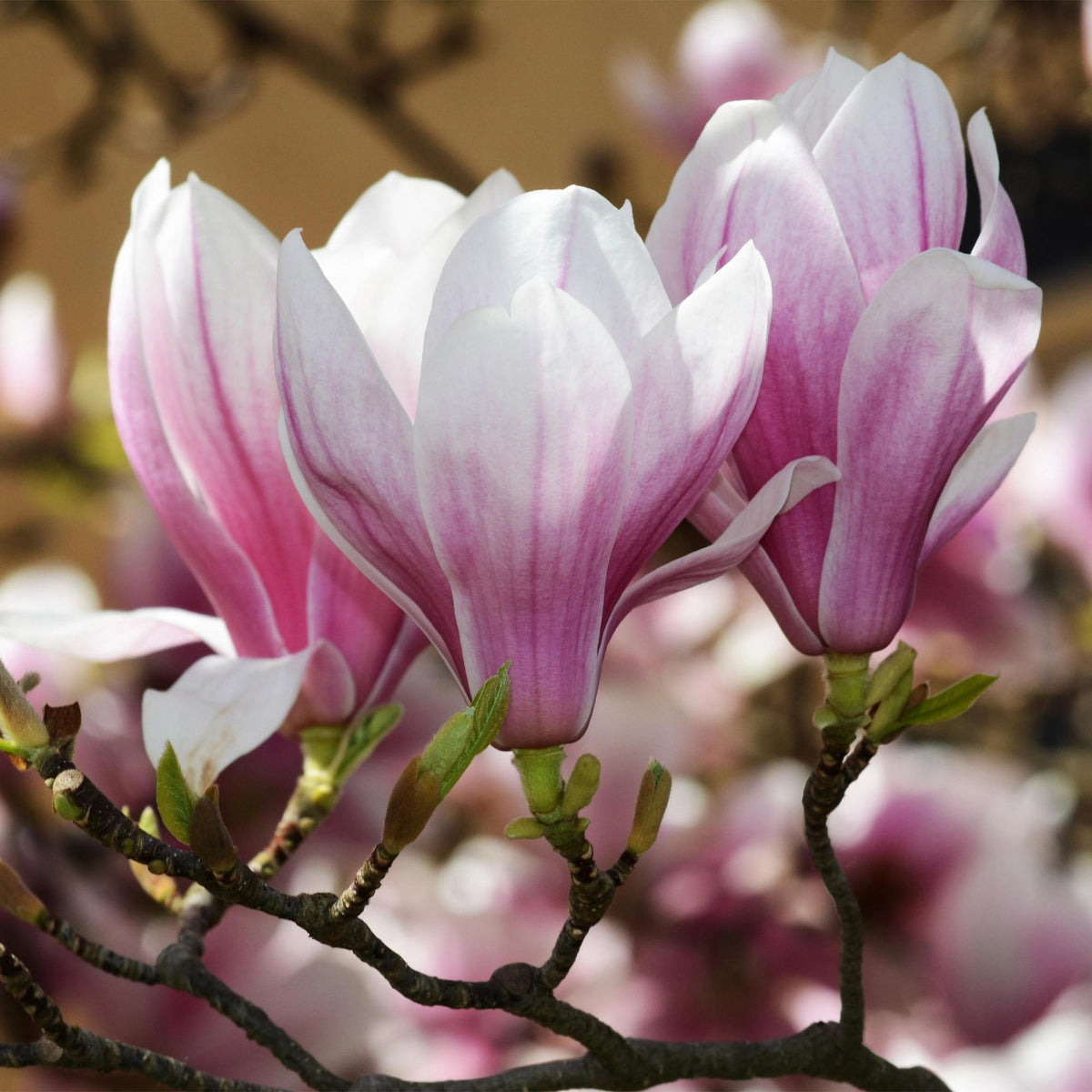 Green boutiQ - Gartenpflanze - Magnolia soulangeana - Blüte Rosa - 3 Pflanzen - Laubabwerfend - Pflegeleicht - Topf 12cm Höhe 30cm