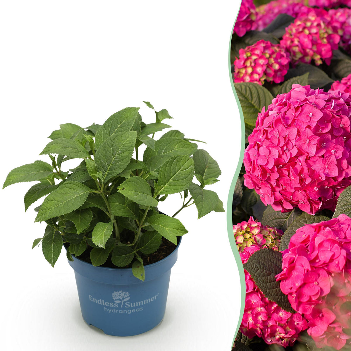 Green boutiQ - Tuinplant - Hydrangea Endles Summer Summer Love Red - Hortensia - Winterhard - Rood - 1 Plant - Pot 14cm - Hoogte 20-25cm