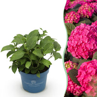 Green boutiQ - Tuinplant - Hydrangea Endles Summer Summer Love Red - Hortensia - Winterhard - Rood - 1 Plant - Pot 14cm - Hoogte 20-25cm