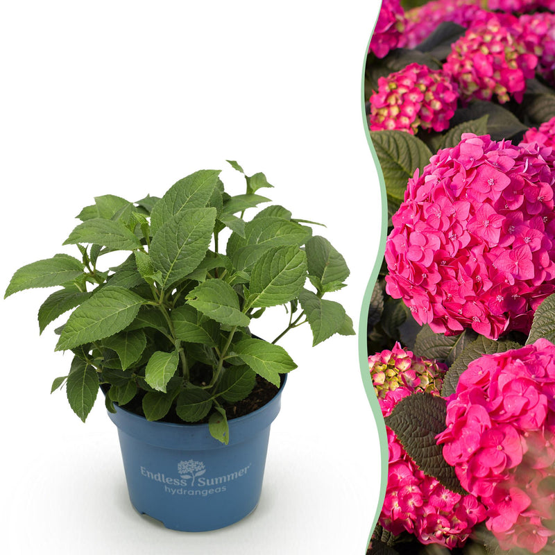 Green boutiQ - Tuinplant - Hydrangea Endles Summer Summer Love Red - Hortensia - Winterhard - Rood - 1 Plant - Pot 14cm - Hoogte 20-25cm