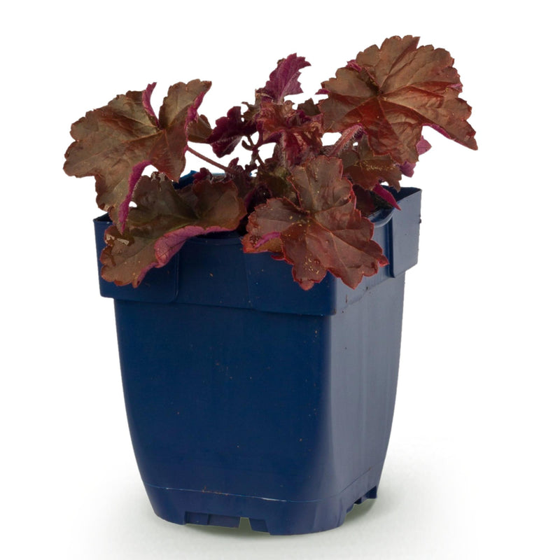 Green boutiQ - Vasteplant - Heuchera micr. Palace Purple - Purperklokje - Schaduw - Paars - 1 Plant - Pot 11cm - Hoogte 15-25cm