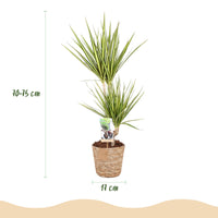 Green BoutiQ - Green is... Kamerplanten - Dracaena Sunray - Drakenbloedboom - Weinig onderhoud - met mand - Groen - 1 Plant - Pot 17cm - Hoogte 70-75cm