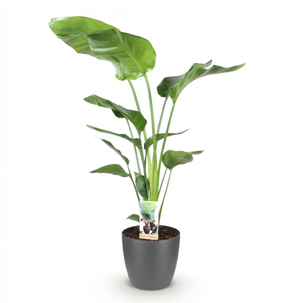 Green BoutiQ - Plantes d'intérieur - Strelitzia Nicolai - Oiseau du paradis - Peu d'entretien - Vert - 1 plante - avec pot gris - Pot 21 cm - Hauteur 110-120 cm