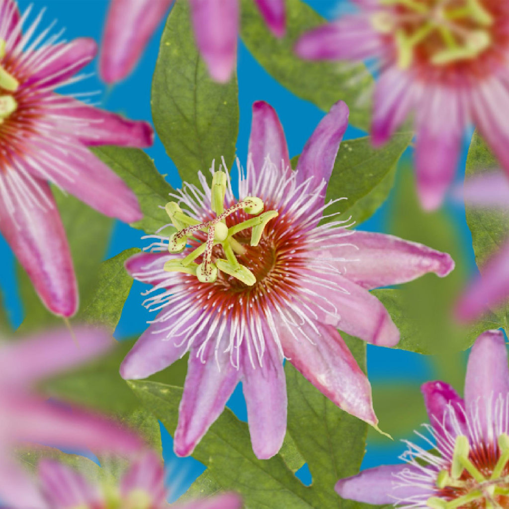 Green boutiQ - Passiflore - Passiflora Anastasia - Fleur rose - Peu d'entretien - 2 plantes - Pot 11 cm Hauteur 40 cm