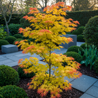 Green boutiQ - Plante de terrasse - Érable du Japon - Acer palmatum Orange Dream - Orange - 2 plantes - Caduc - Pot 19 cm Hauteur 70 cm