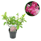 Green boutiQ - Hydrangea paniculata Pink Diamond - Fleurs blanches et roses - 1 plante - Caduc - Grandes fleurs - Pot 17cm Hauteur 50cm
