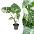 Monstera Thai Constellation - Thai Constellation Monstera - Green - White - Tropical - Ø6cm - ↕14cm