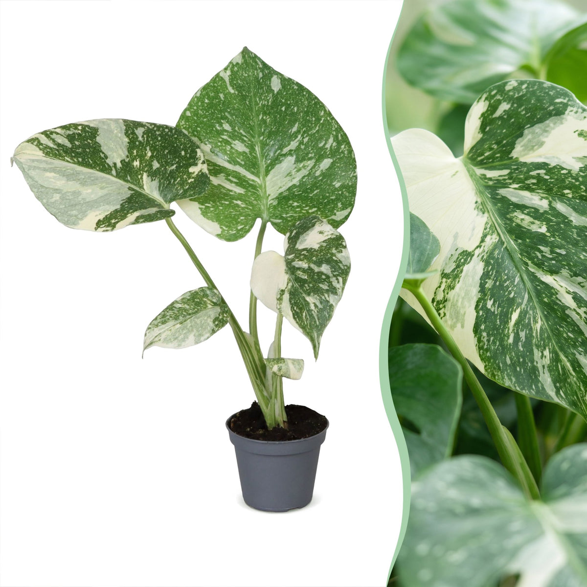 Monstera Thai Constellation - Thai Constellation Monstera - Green - White - Tropical - Ø6cm - ↕14cm
