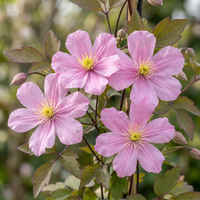 6x Clematis mont. 'Mayleen' - Mountain clematis - Light Pink - Climber - Ø9cm - ↕35cm