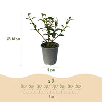 Green boutiQ - Haagplanten - Osmathus burkwoodii - blad groen - 8 planten - 1 strekkende meter - groenblijvend - pot 9cm hoogte 25-30cm