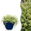 Green boutiQ - Plante vivace - Thymus citr. Sambesi - Thym citron - Aromatique - Jaune - 6 plantes - Pot 11 cm - Hauteur 15-25 cm