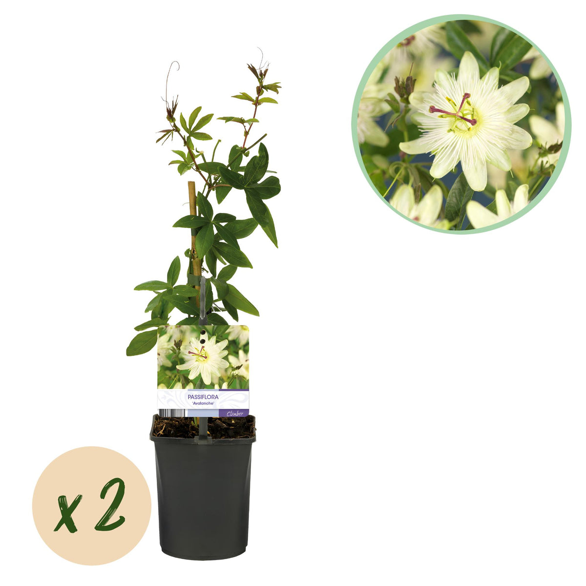 Green boutiQ - Passiebloem - Passiflora Avalanche  - Bloem  Wit  - Weinig onderhoud - 2 planten - Pot 11cm Hoogte 40cm
