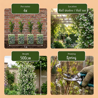 4x Trachelospermum jasminoides - Star jasmine - White - Climber - Ø9cm - ↕35cm