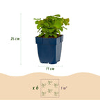 Green boutiQ - Stauden - Epimedium perralch. Frohnleiten - Elfenblume - Schatten - Gelb - 12 Pflanzen - Topf 11cm - Höhe 15-25cm
