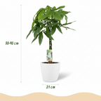 Green boutiQ - Plante d'intérieur - Pachira aquatica - Vert - Entretien facile - 1 plante - avec pot blanc - Pot 21cm - Hauteur 75 - 85cm