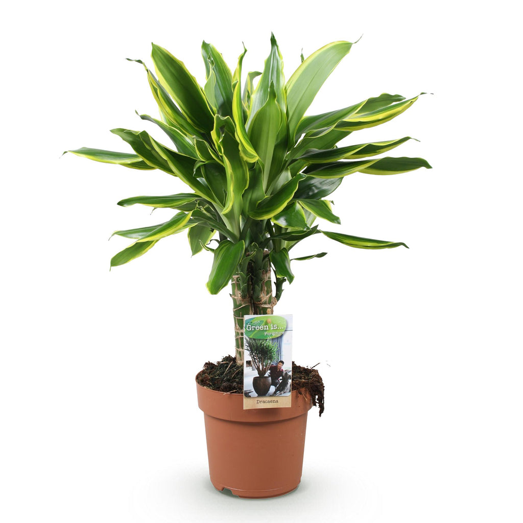 Green BoutiQ - Green is... Plantes d'intérieur - Dracaena fragrans Golden Coast - Dragonnier - Peu d'entretien - Vert - 1 plante - Pot 17cm - Hauteur 50-55cm