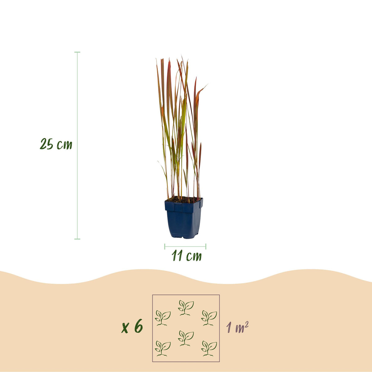 Green boutiQ - Graminées - Imperata cylindrica Red Baron - Herbe sanglante japonaise - Pousses rouges - Rouge - 6 plantes - Pot 11 cm - Hauteur 15-25 cm