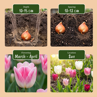 140x Tulipa Pastel mix - Pastel tulp mix - Diversen - Voorjaarsbloeier - Bolmaat 11/15