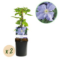Green boutiQ - Plante grimpante - Clématite Blue Angel - Fleur bleu clair - Peu d'entretien - 2 plantes - Pot 11 cm Hauteur 40 cm