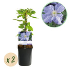 Green boutiQ - Plante grimpante - Clématite Blue Angel - Fleur bleu clair - Peu d'entretien - 2 plantes - Pot 11 cm Hauteur 40 cm
