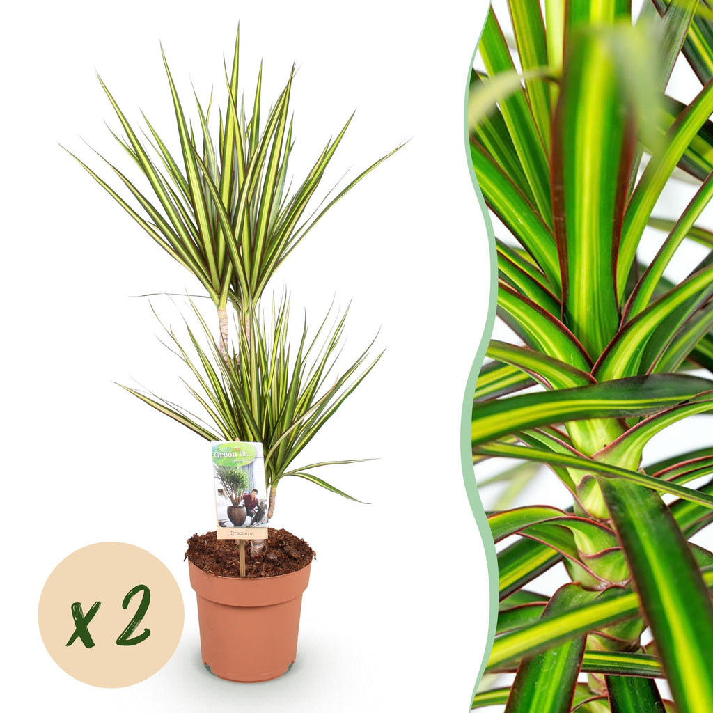 Green BoutiQ - Le vert, c'est... Plantes d'intérieur - Dracaena Sunray - Dragonnier - Entretien facile - Vert - 2 Plantes - Pot 17cm - Hauteur 70-75cm