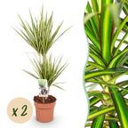 Green BoutiQ - Le vert, c'est... Plantes d'intérieur - Dracaena Sunray - Dragonnier - Entretien facile - Vert - 2 Plantes - Pot 17cm - Hauteur 70-75cm