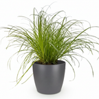 Green boutiQ - Plante d'intérieur - Cyperus alternifolius Zumula - Herbe à chat - Plante adaptée aux animaux de compagnie - Vert - 1 plante - avec pot gris - Pot 12 cm - Hauteur 20 cm
