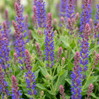 Green boutiQ - Stauden - Salvia nem. 'Sensation Deep Blue' - Steppensalbei - Bienen- und Schmetterlingsmagnet - Lila - 6 Pflanzen - Topf 11cm - Höhe 15-25cm