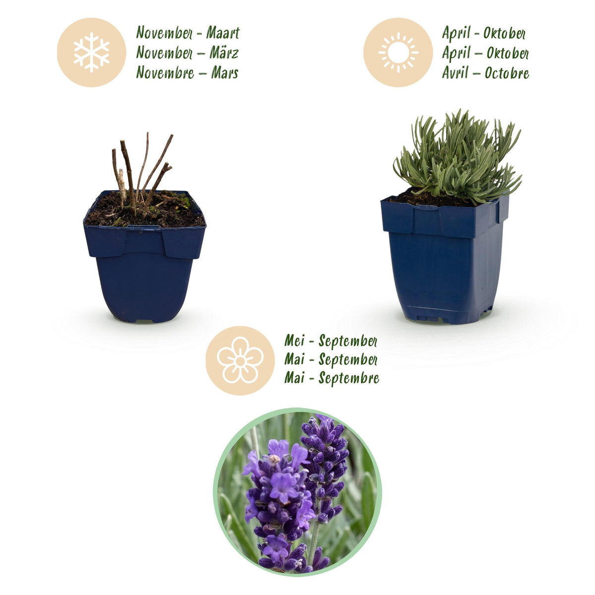 Green boutiQ - Plante vivace - Lavandula ang. Munstead - Lavande - Parfumée - Violet - 6 Plantes - Pot 11cm - Hauteur 15-25cm
